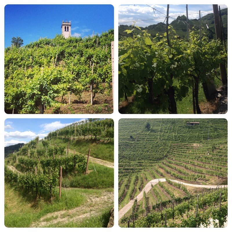 Vino in Villa 2014