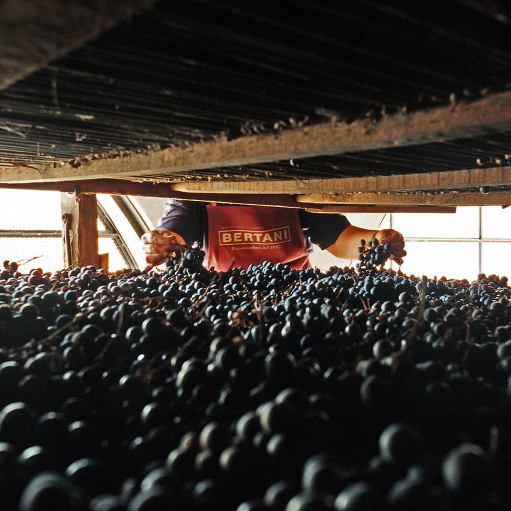 Vendemmia 2014:  Bertani non produrrà l’Amarone Classico