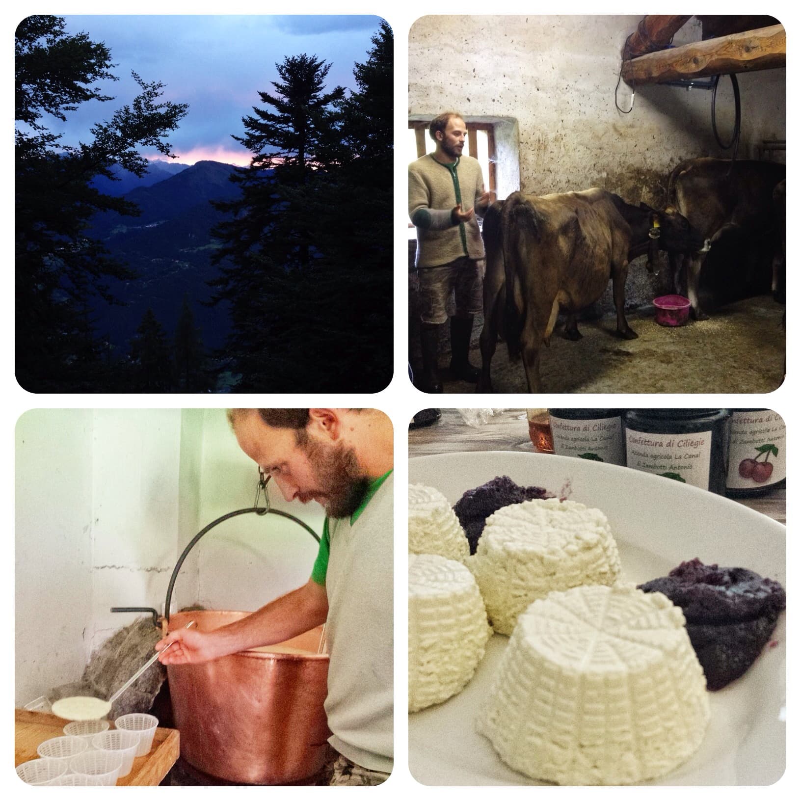 Cosa fanno le mucche dal tramonto all’Alba… in Malga